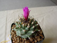 Turbinicarpus alonsoi