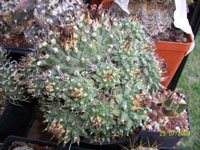 Turbinicarpus alonsoi