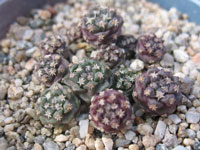 Turbinicarpus alonsoi