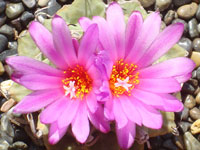 Turbinicarpus alonsoi