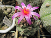 Turbinicarpus alonsoi