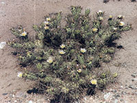 Tephrocactus aoracanthus