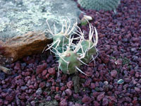 Tephrocactus articulatus