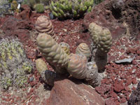 Tephrocactus articulatus