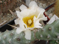 Tephrocactus articulatus