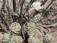 Tephrocactus articulatus