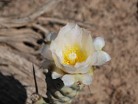 Tephrocactus articulatus