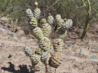 Tephrocactus articulatus