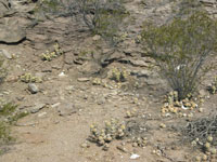 Tephrocactus articulatus