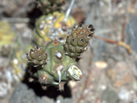 Tephrocactus articulatus