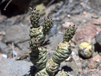 Tephrocactus articulatus