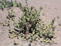 Tephrocactus articulatus