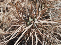 Tephrocactus articulatus