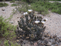 Tephrocactus articulatus