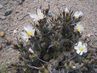 Tephrocactus articulatus