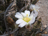 Tephrocactus articulatus