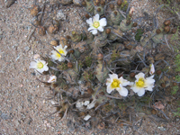 Tephrocactus articulatus