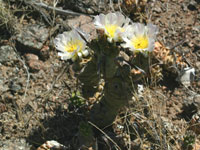 Tephrocactus articulatus