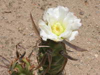 Tephrocactus articulatus