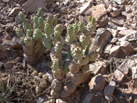 Tephrocactus articulatus