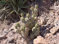 Tephrocactus articulatus