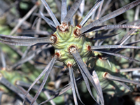 Tephrocactus articulatus