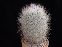 Turbinicarpus beguinii