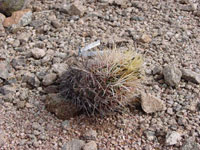 Thelocactus bicolor