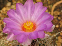 Thelocactus bicolor