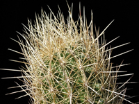 Thelocactus bicolor