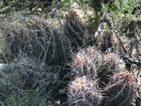 Thelocactus bicolor