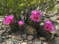 Thelocactus bicolor