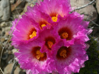 Thelocactus bicolor