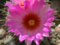 Thelocactus bicolor