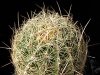 Thelocactus bicolor