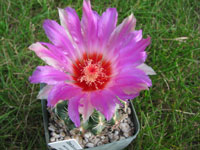 Thelocactus bicolor