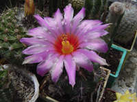 Thelocactus bicolor