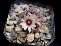 Turbinicarpus bonatzii