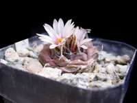 Turbinicarpus bonatzii