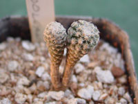 Turbinicarpus booleanus