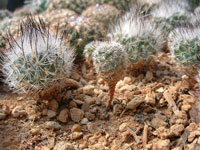 Turbinicarpus booleanus