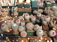 Turbinicarpus booleanus