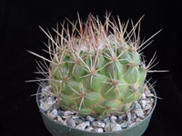 Thelocactus conothelos