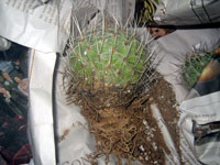 Thelocactus conothelos