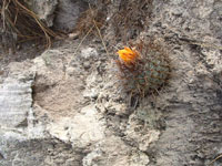 Thelocactus conothelos