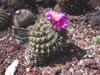 Thelocactus conothelos