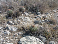 Thelocactus conothelos