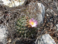 Thelocactus conothelos