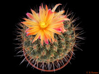 Thelocactus conothelos