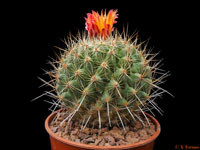 Thelocactus conothelos